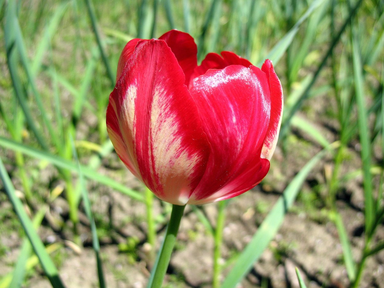 Тюльпан Урал