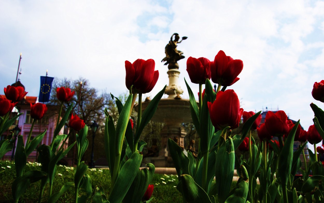 Тюльпаны на фоне города