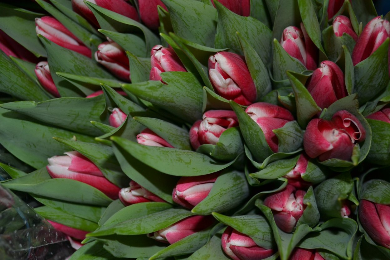 Тюльпан Анаконда