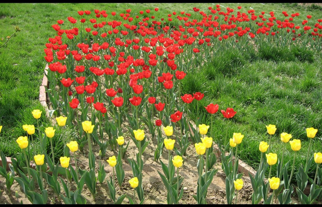 Тюльпан обои в ДОУ