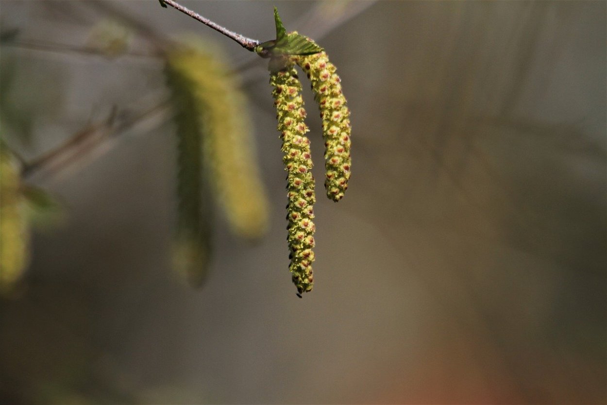 Семена березы фото