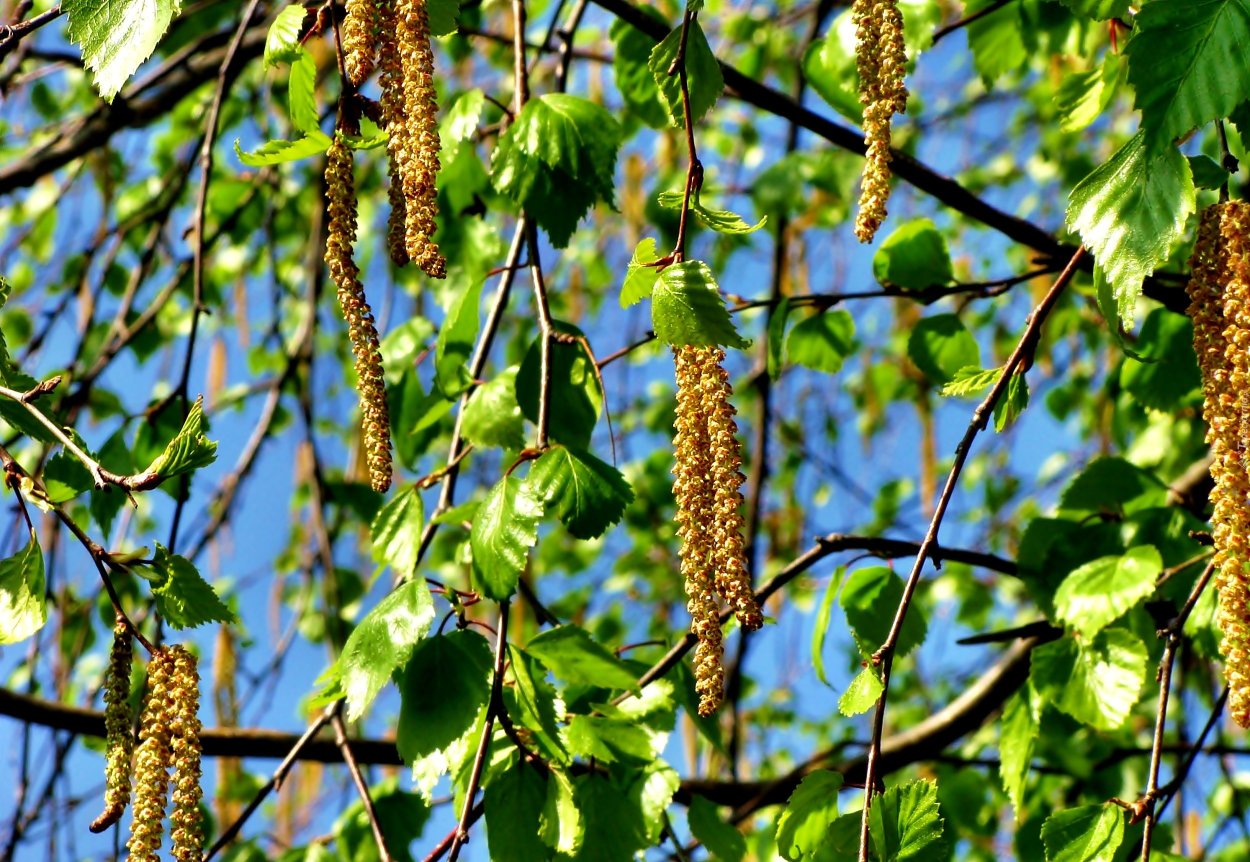 Береза листья сережки