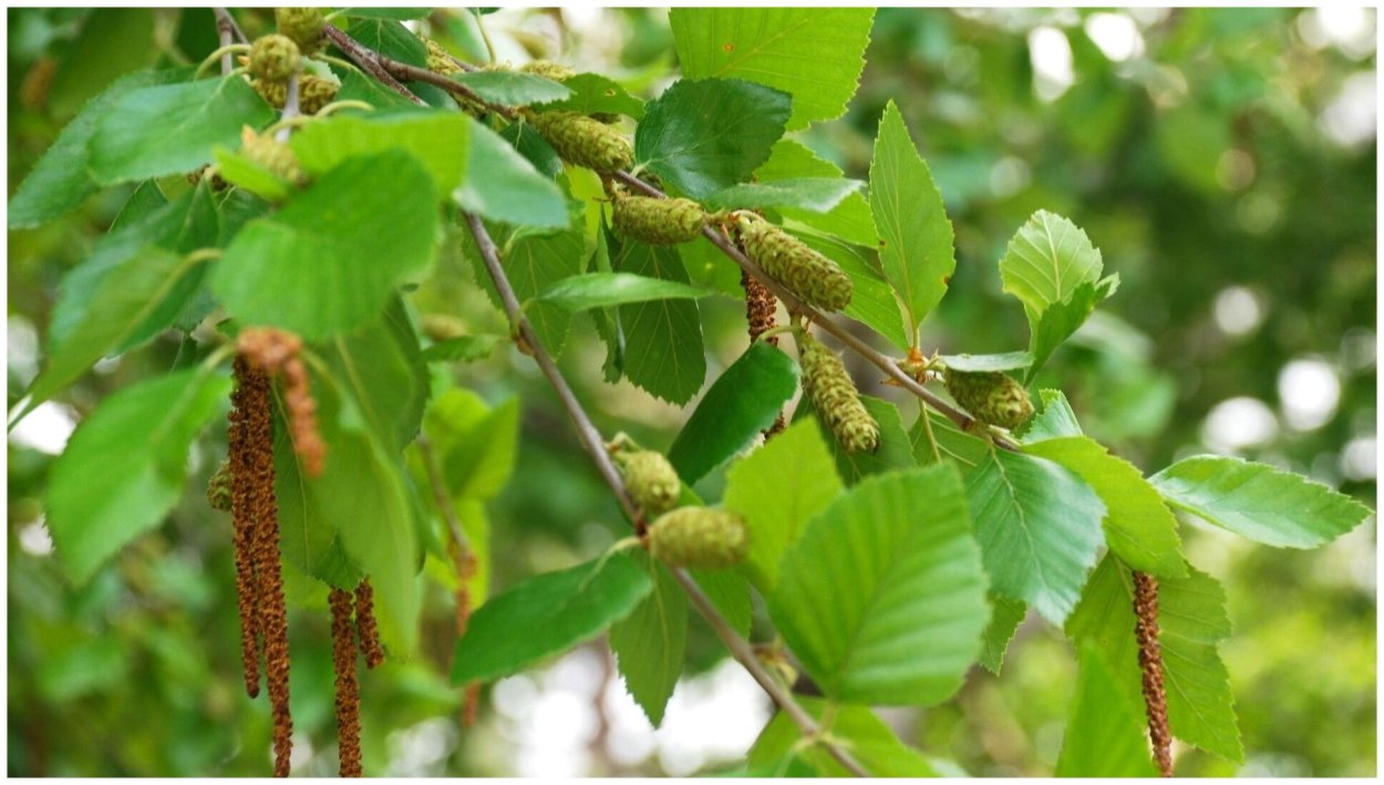 Плод березы фото