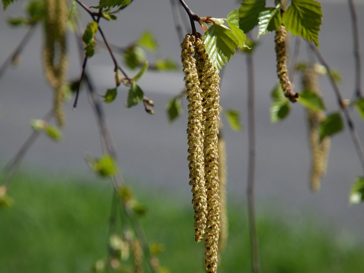 Береза косички