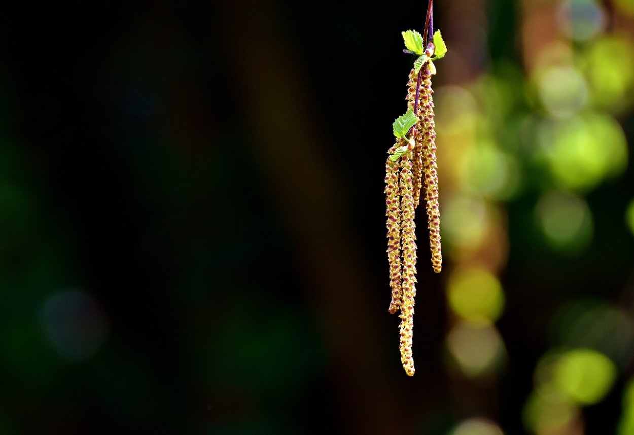 Сережки и семена Березки