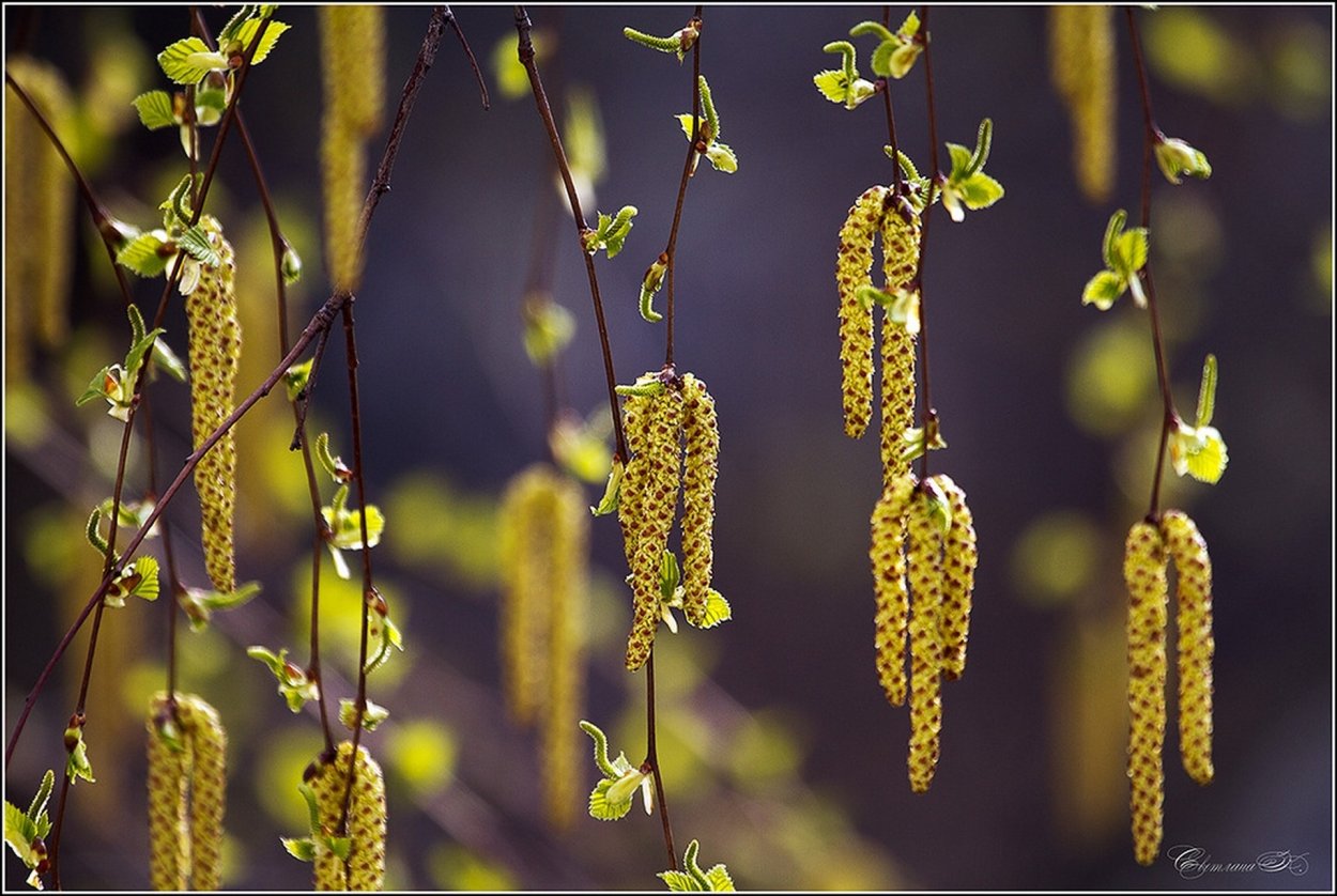 Березовые сережки
