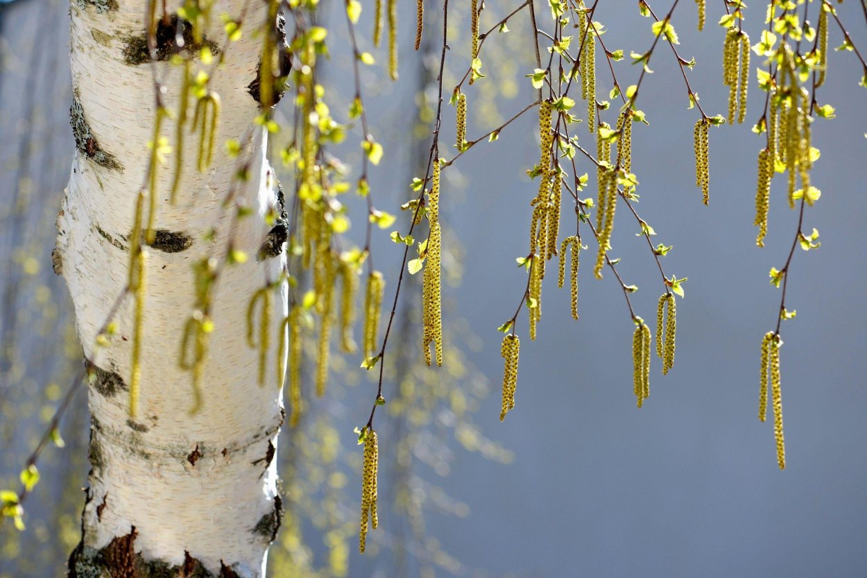 Берёза повислая весной