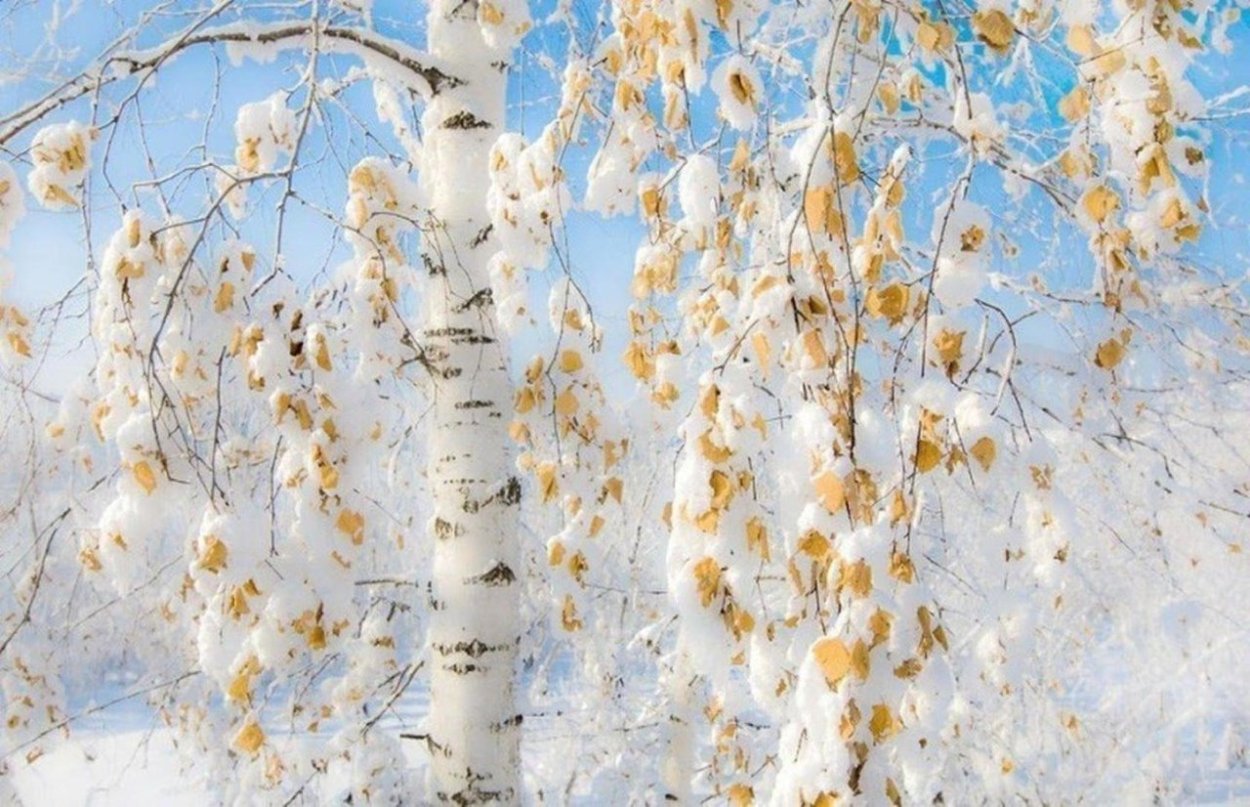 Береза зимой