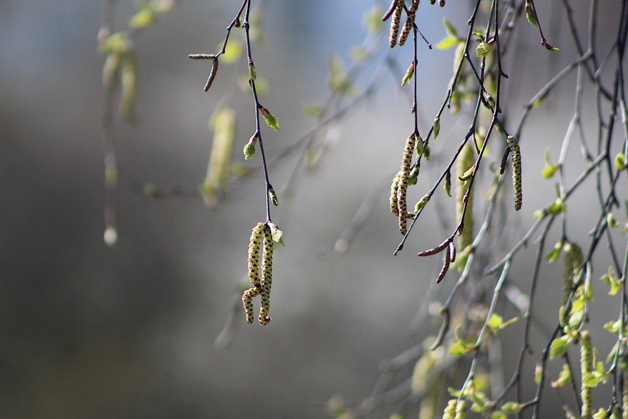 Сережки березы