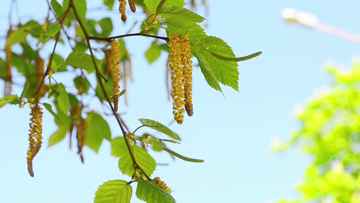 Береза цветет