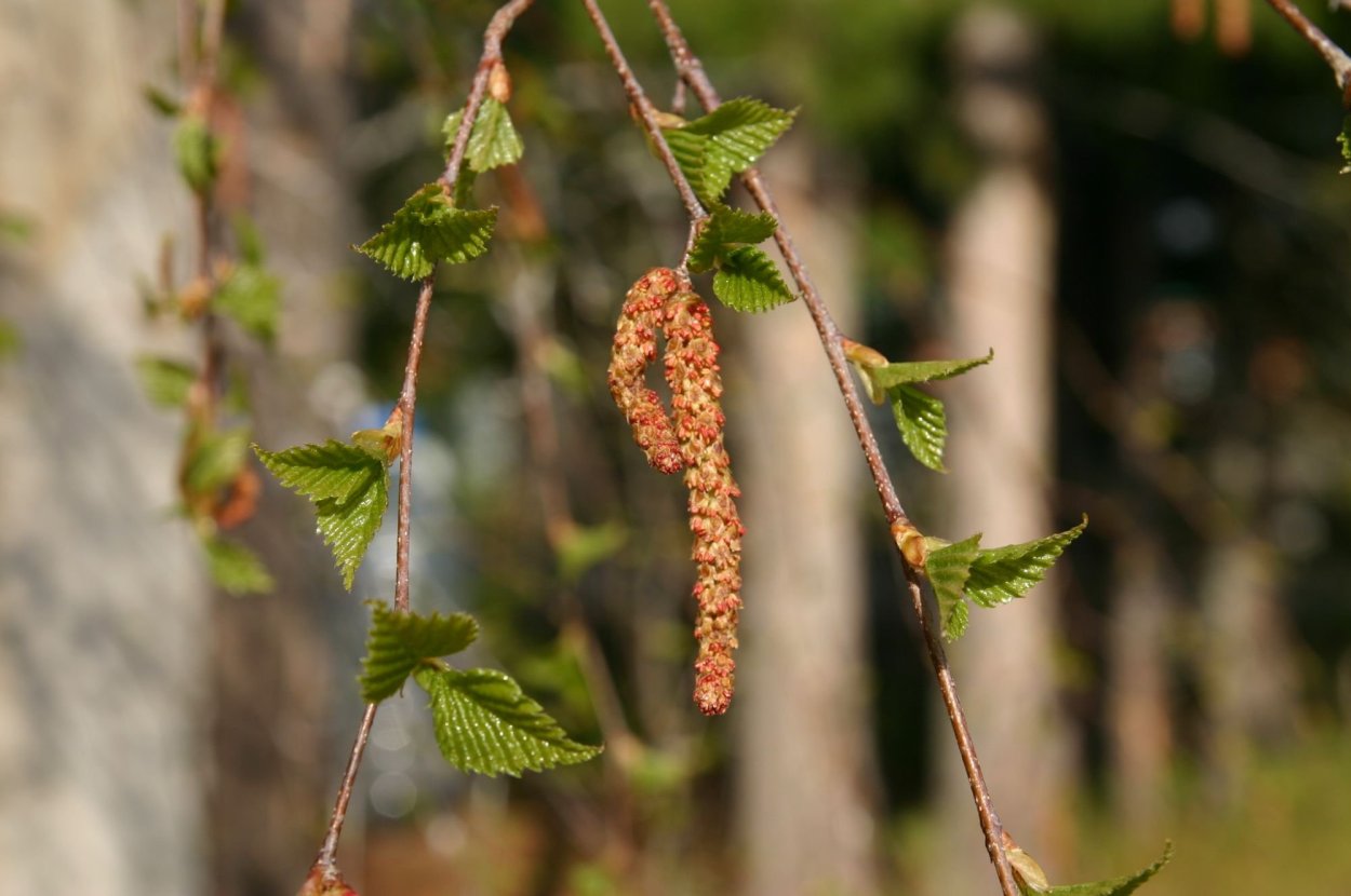 Березовые бруньки