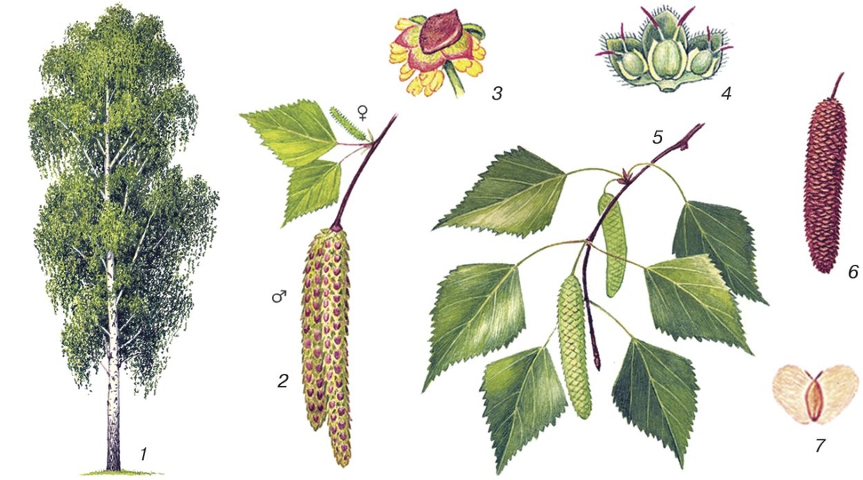 Береза бородавчатая семена