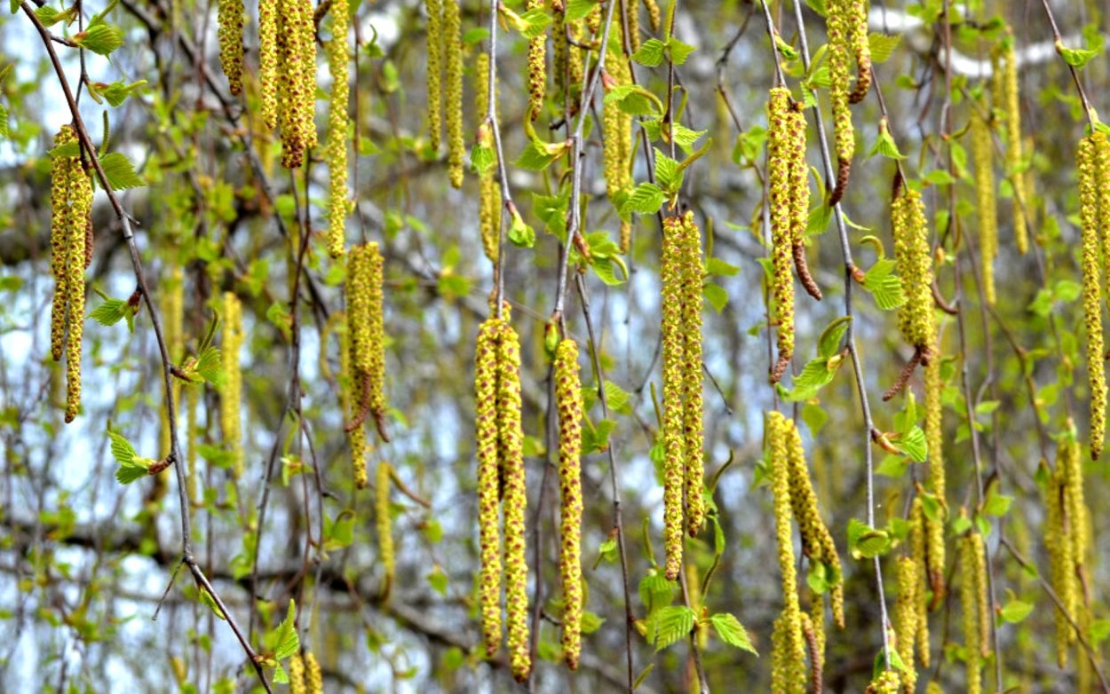 Береза повислая Сережка