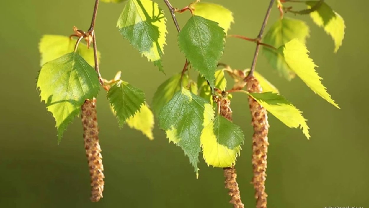 Карельская береза листья