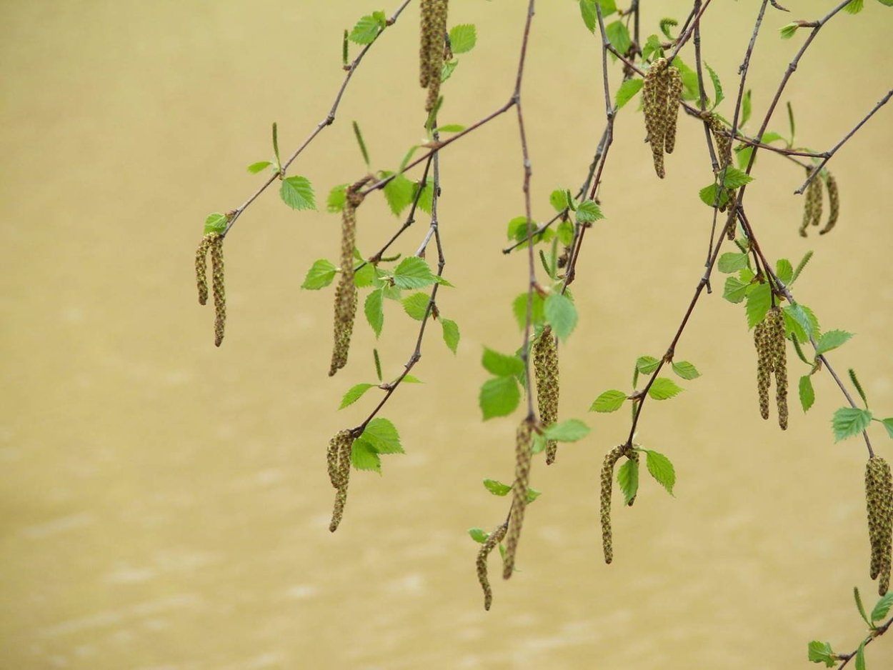 Ветка березы весной