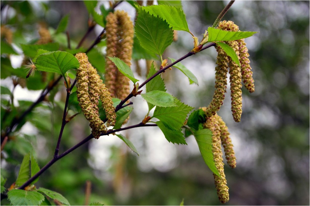 Береза ветроопыляемое растение