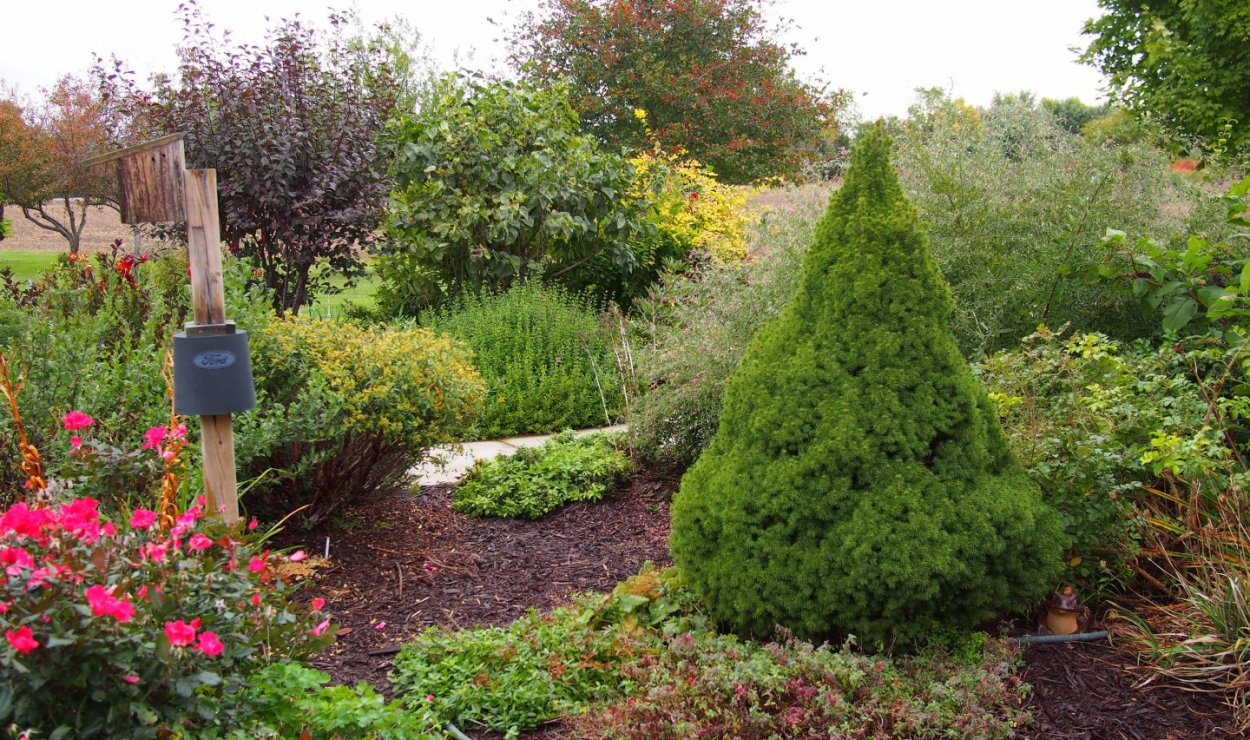 Ель канадская Коника Спиди