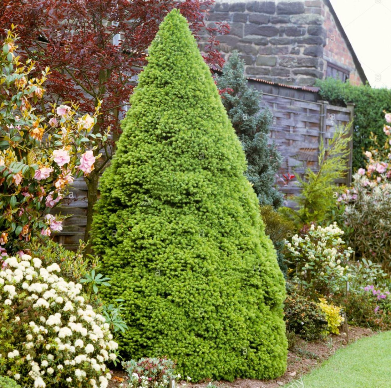 Ель канадская Лаурин