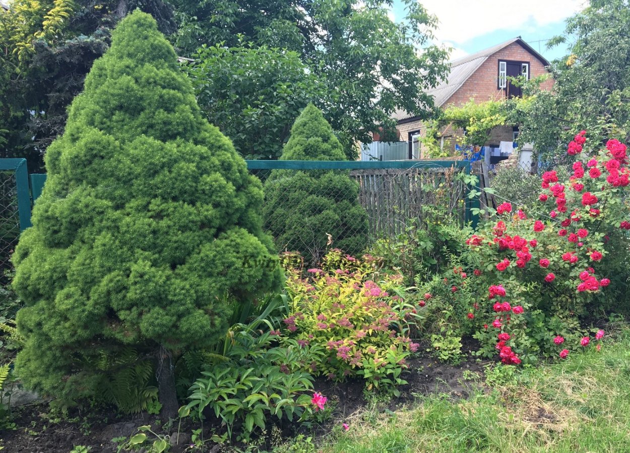 Клумба с елью Коника