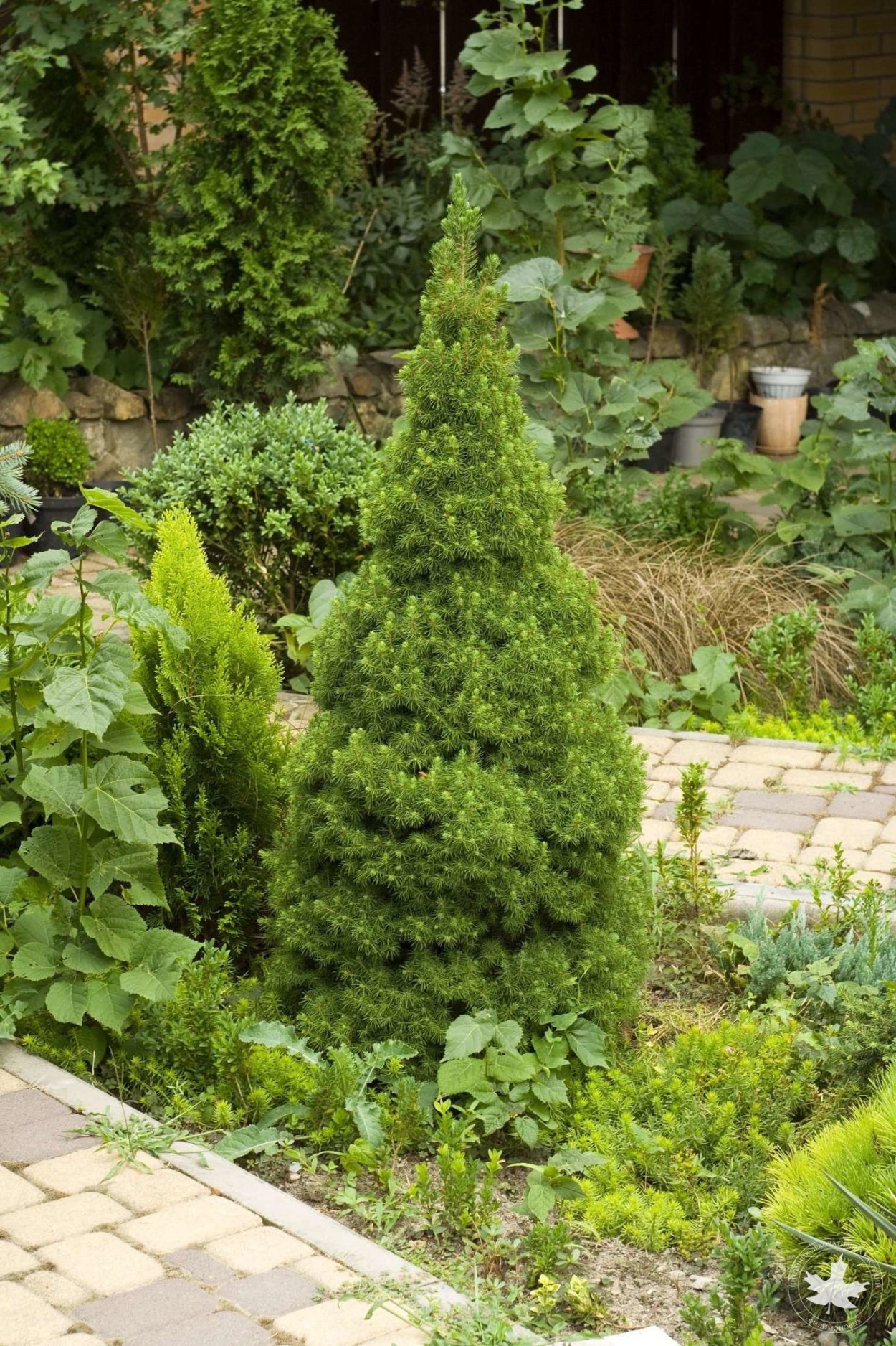 Туя Коника и можжевельник