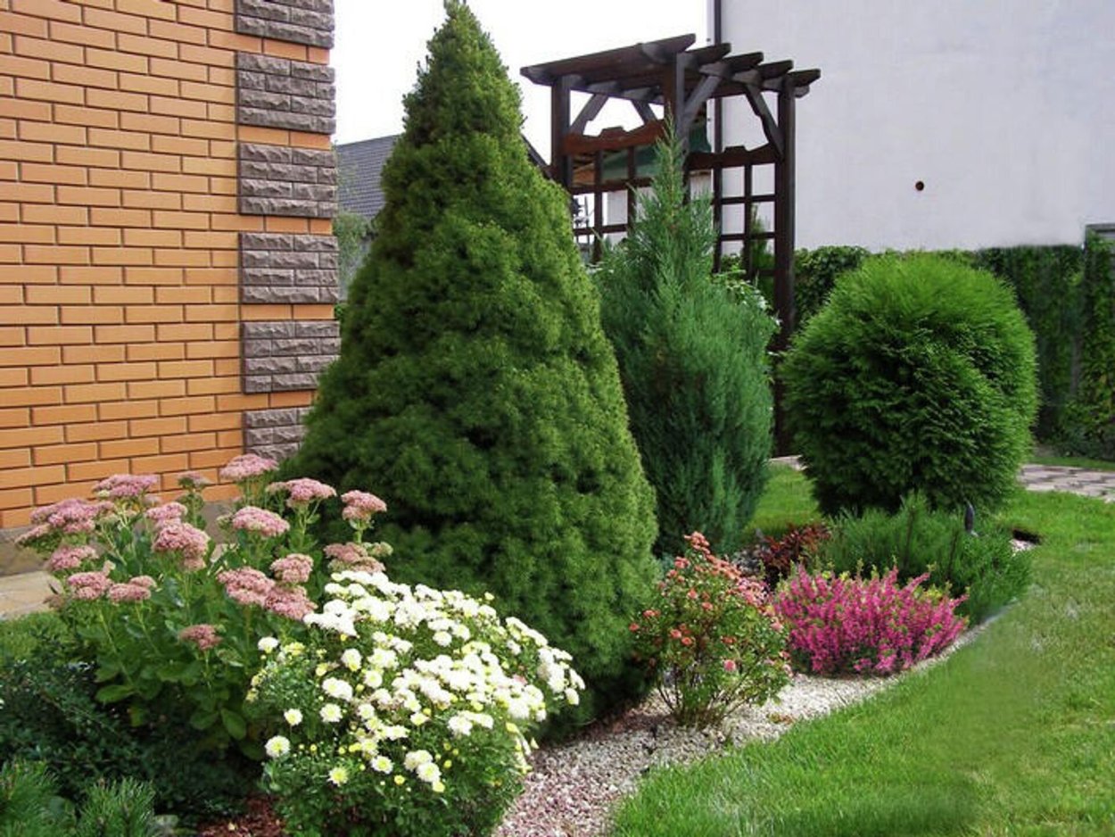 Ель Коника и гортензия