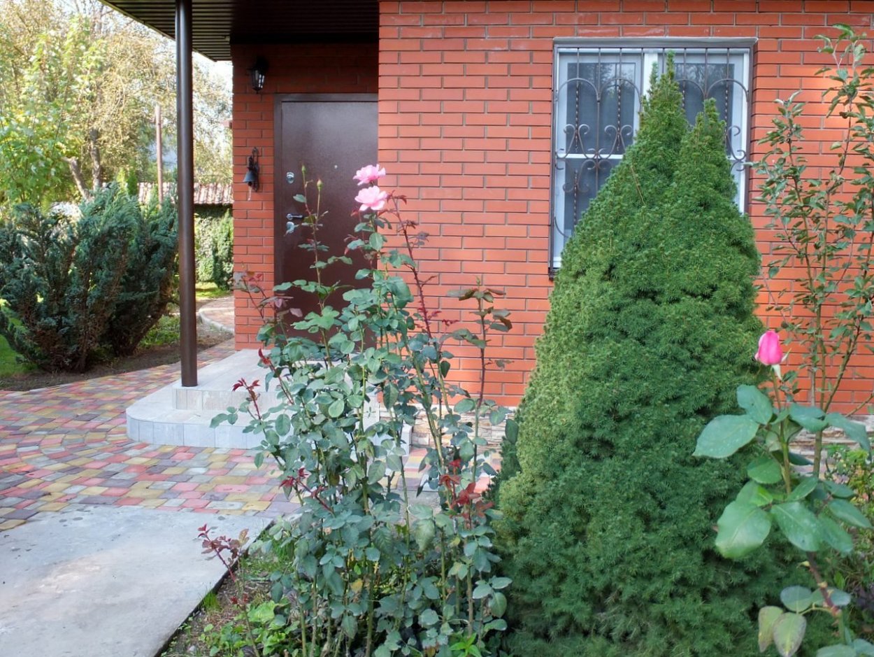 Ель Коника в ландшафтном