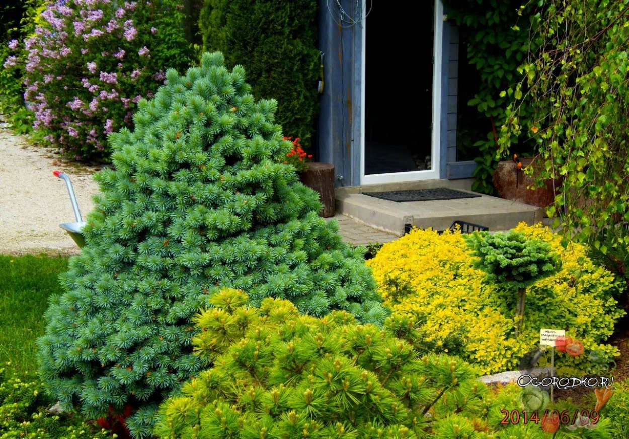 Ель обыкновенная Томпа