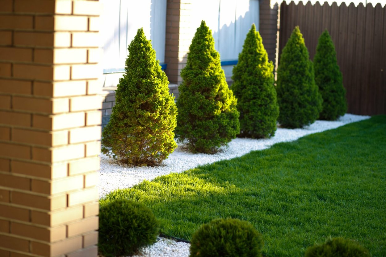 Ель канадская Коника в ландшафте