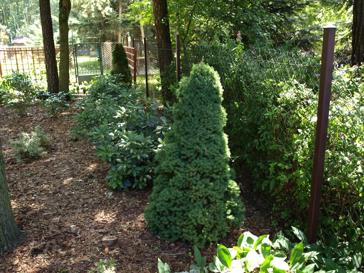 Ель Коника и лилии