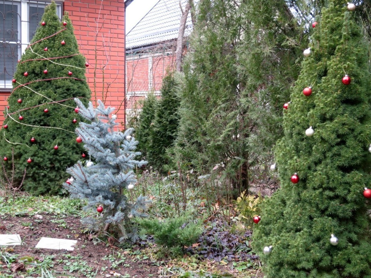 Ель Олендорфи tkm Коника