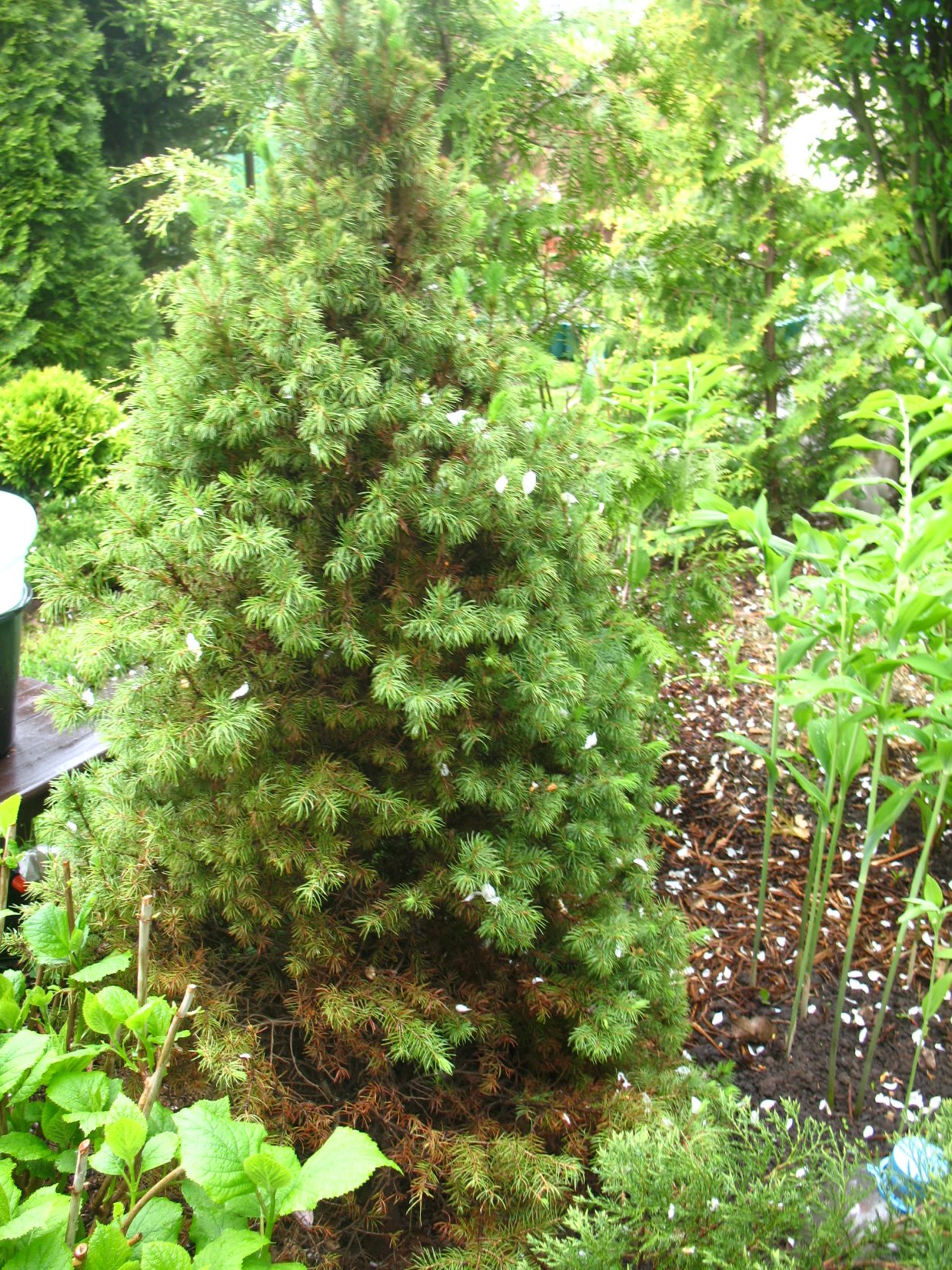 Ель Коника Конифер