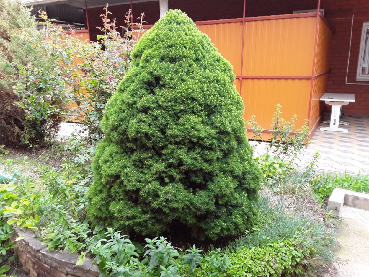 Ель сизая Альберта Глоб