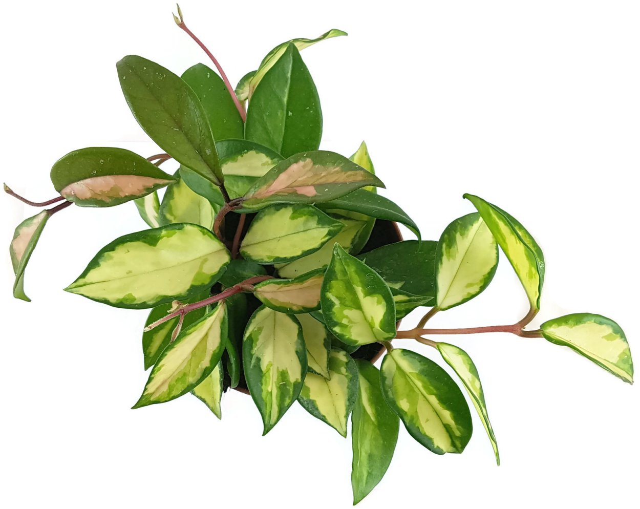 Hoya carnosa Tricolor Хойя