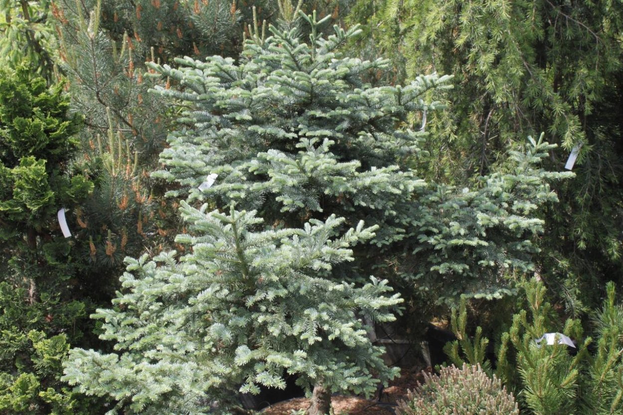 Пихта высокорослая (Abies procera)