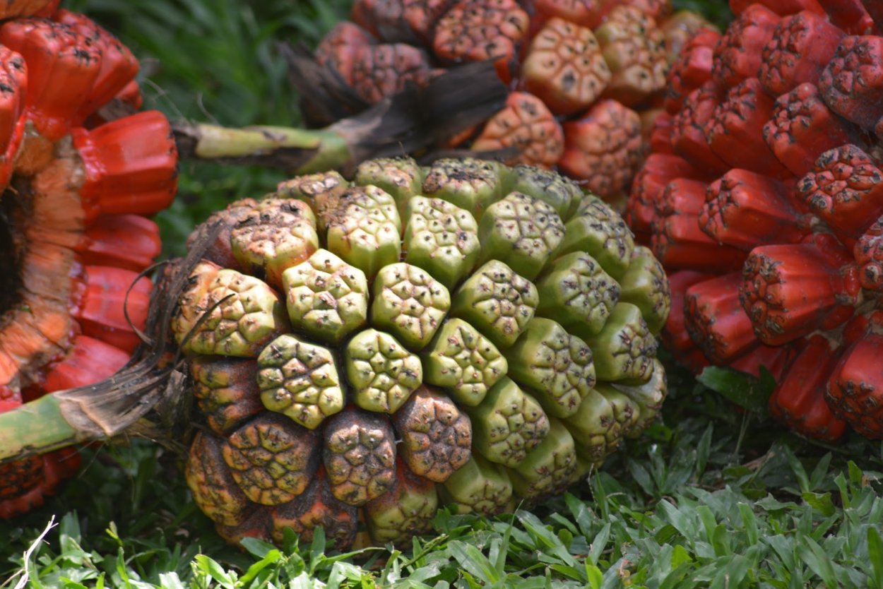Пандан купить в Москве