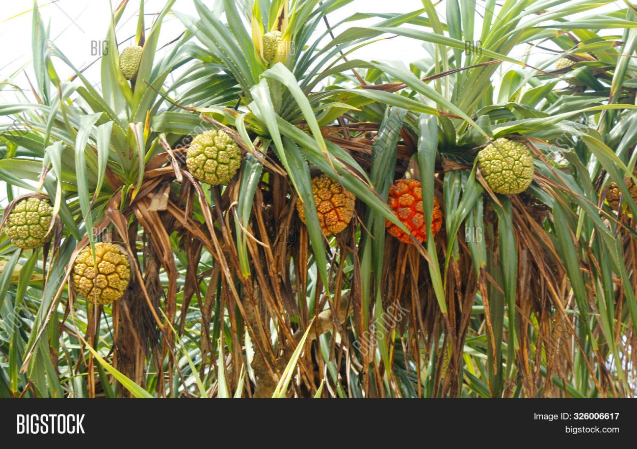 Pandanus utilis Fruit half