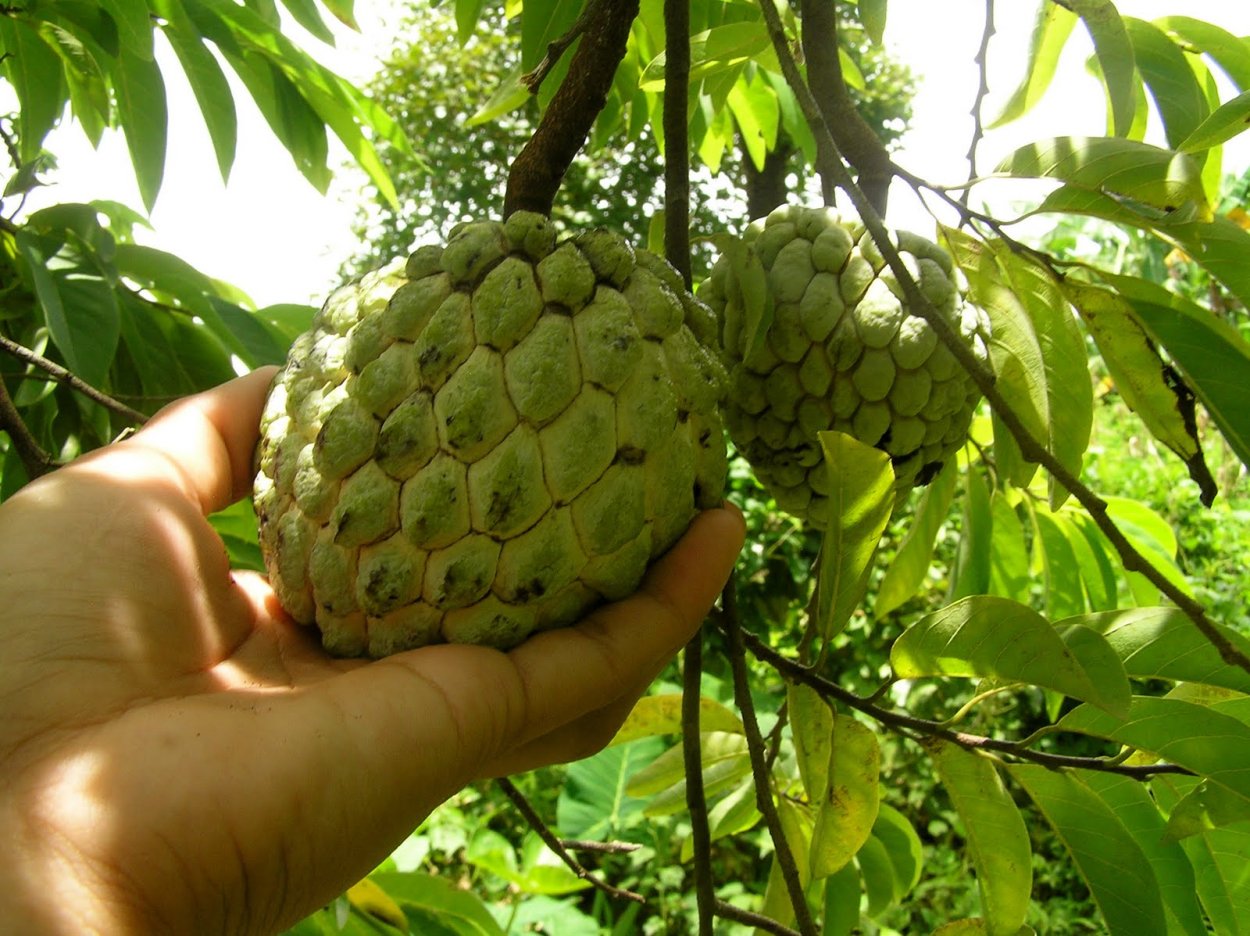 Анона яблоко тропиков