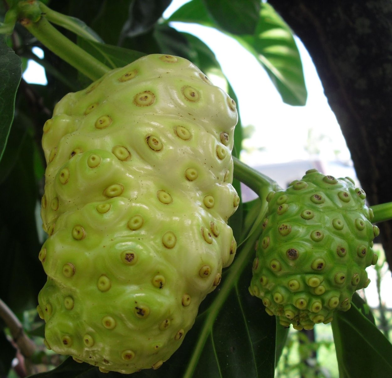 Моринда нони в оранжерее