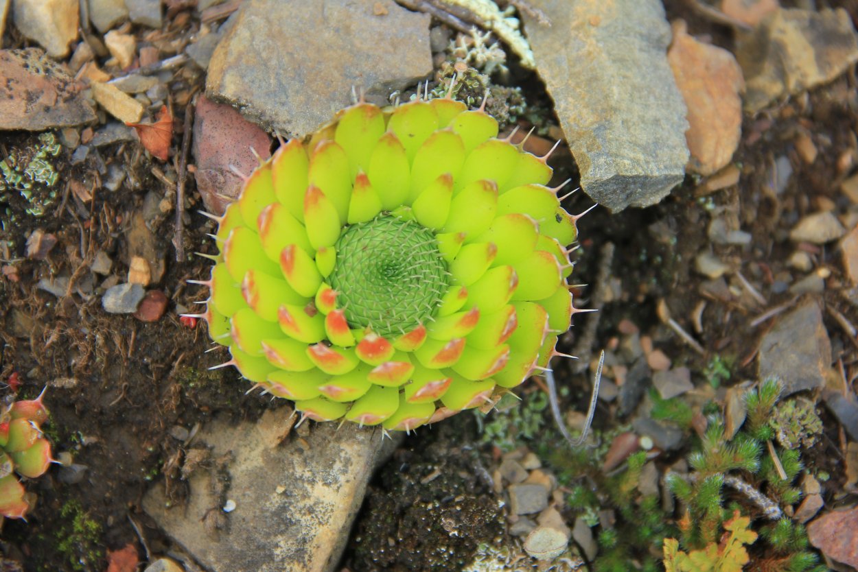 Растения Мяо Чан