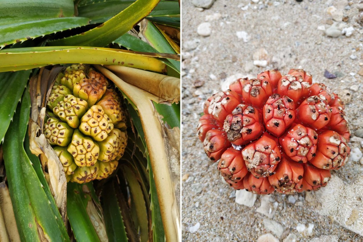 Дикий ананас пандана