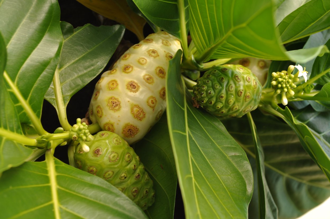 Моринда цитрусолистная из косточки