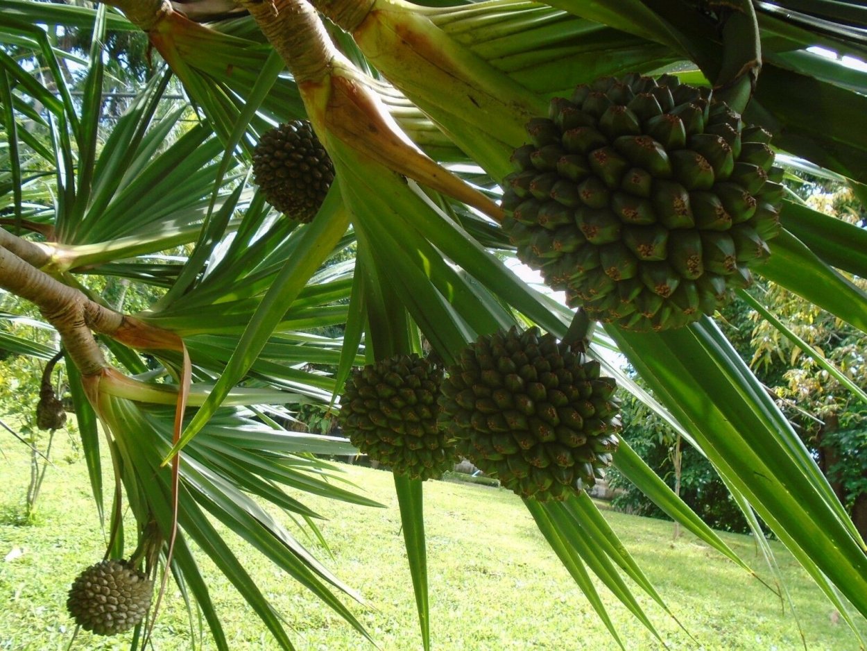Панданус дерево