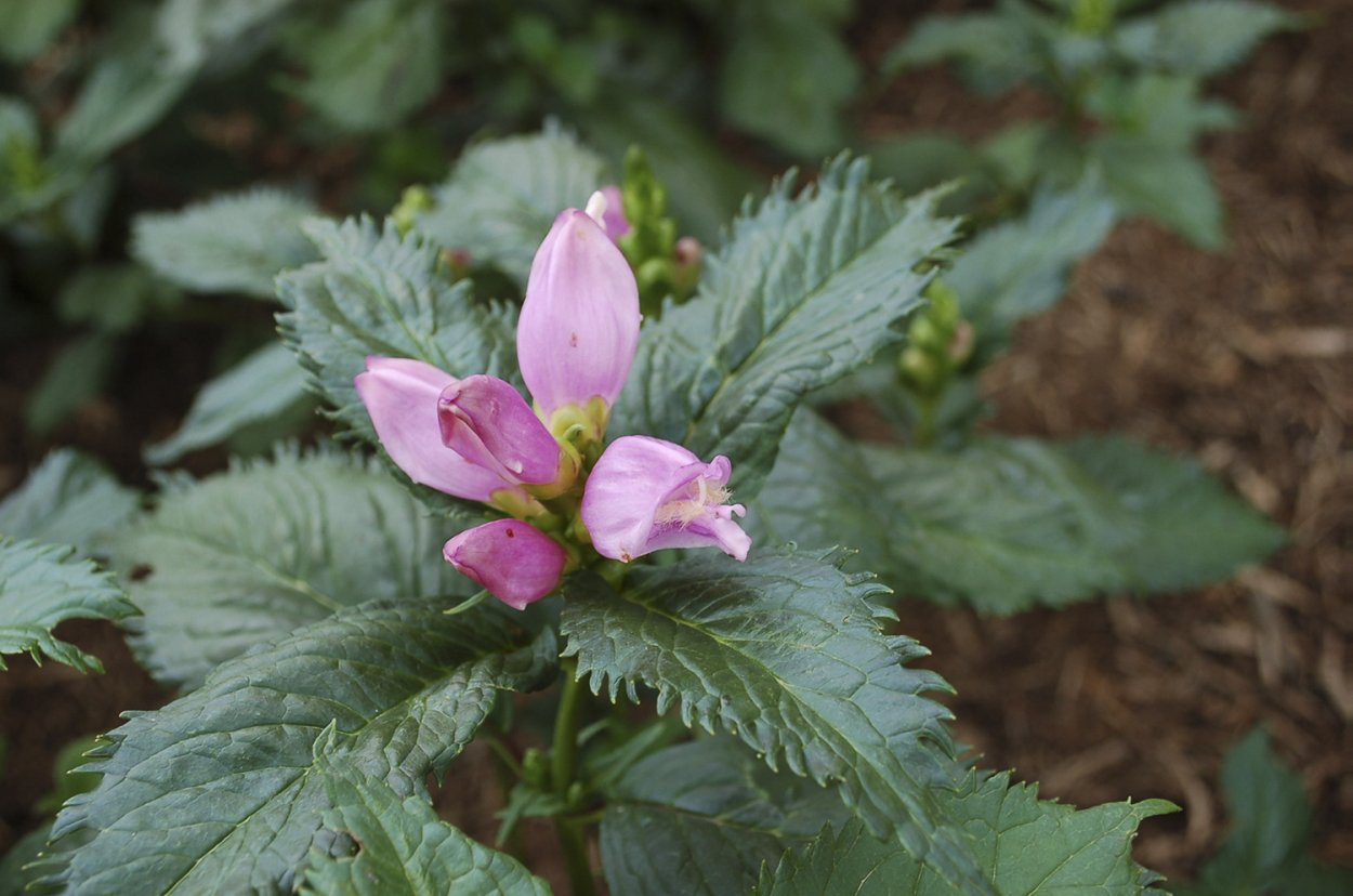 Хелоне розовый