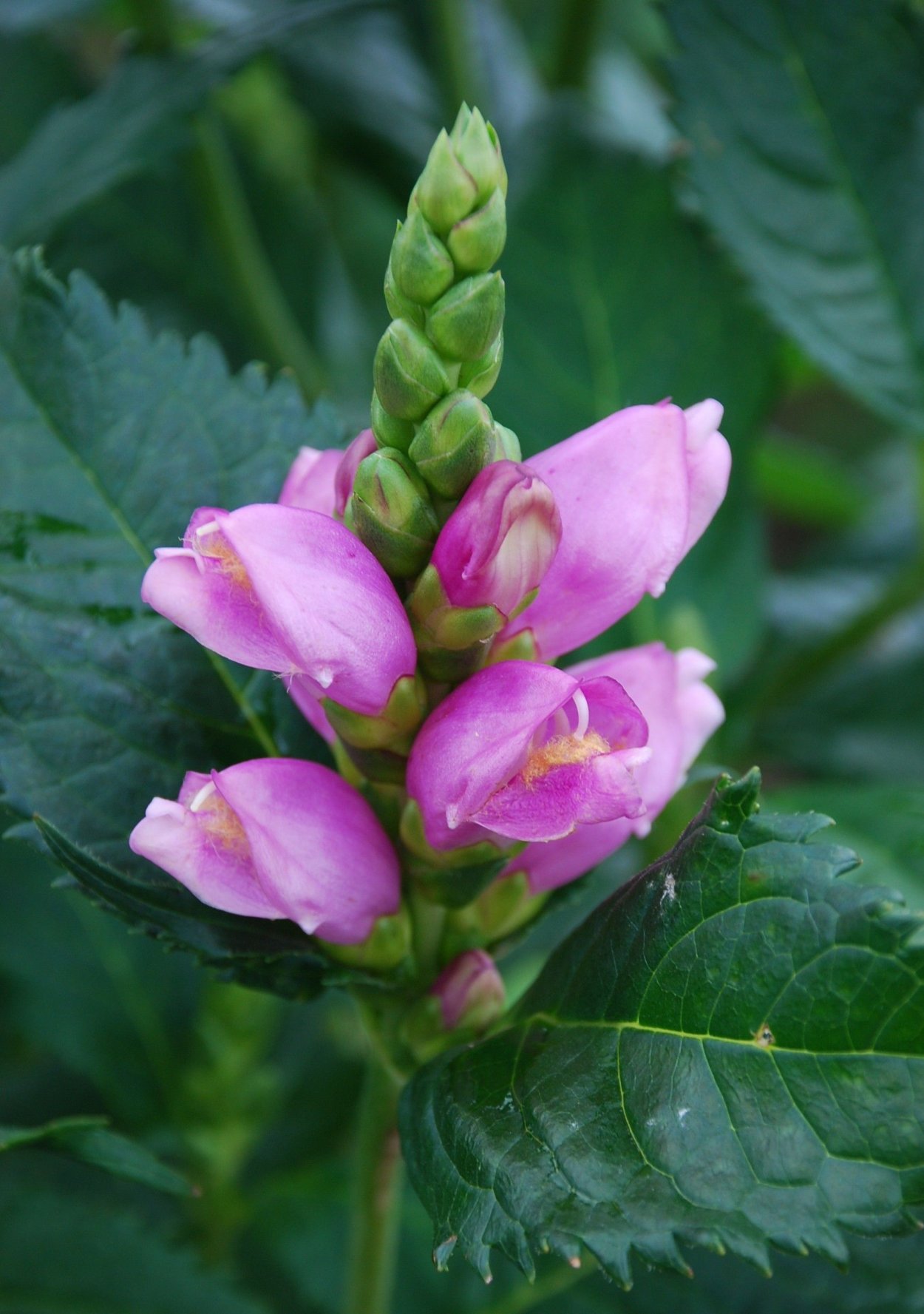 Хелоне Пинк