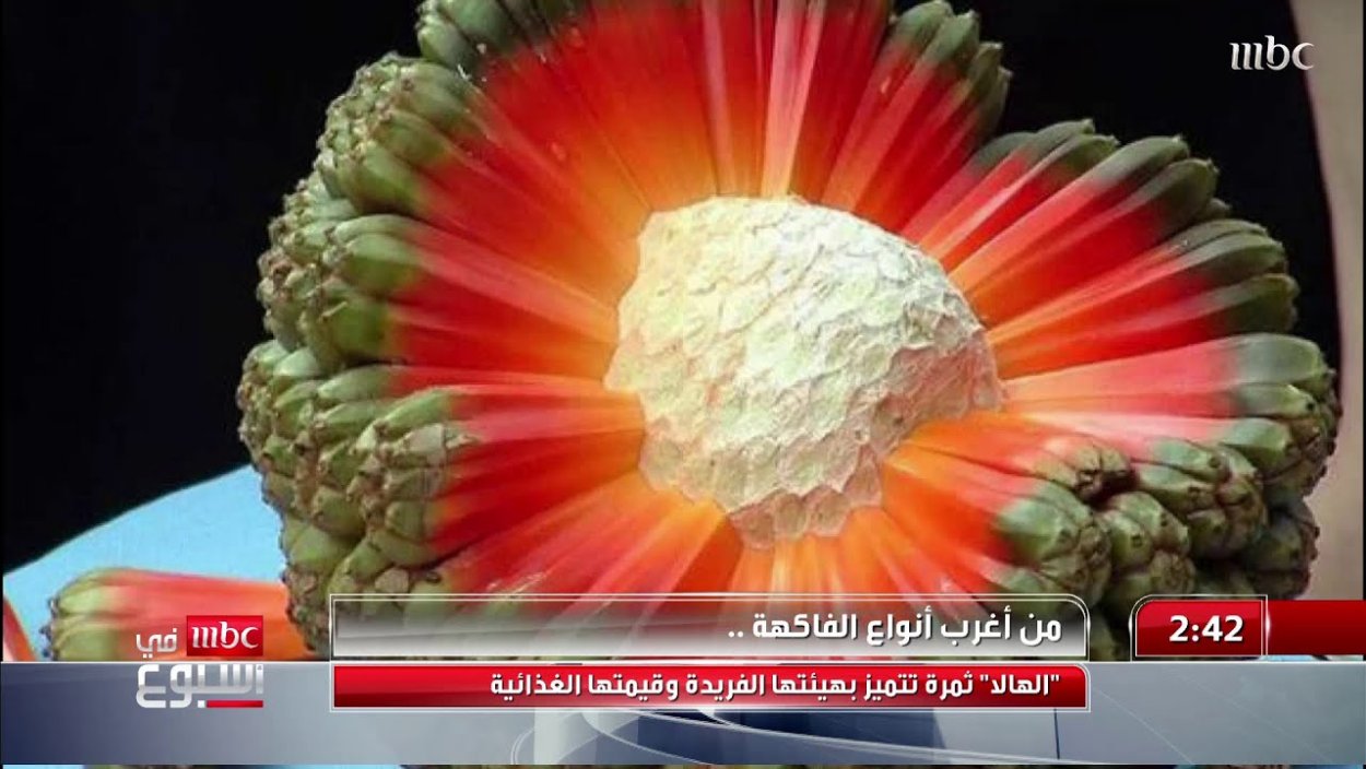 Пандан в разрезе