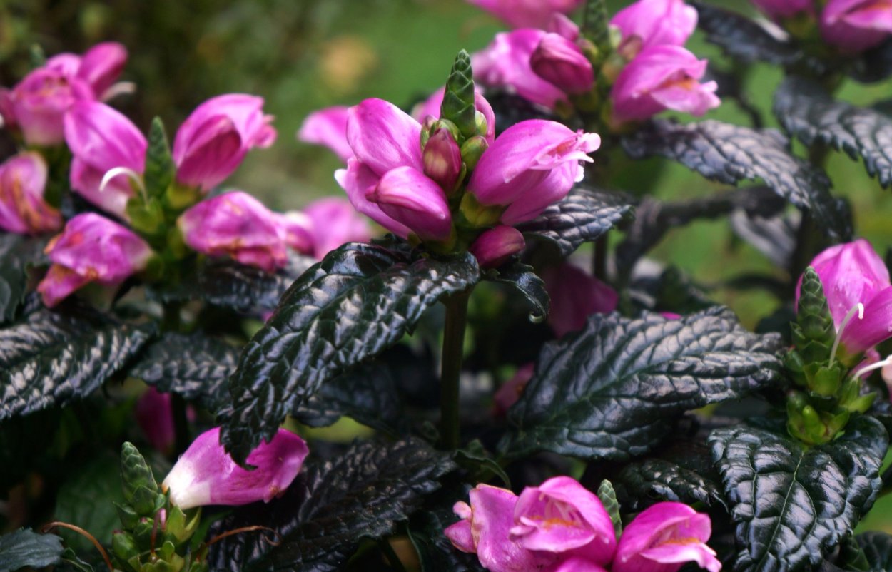 Черепашник хелоне