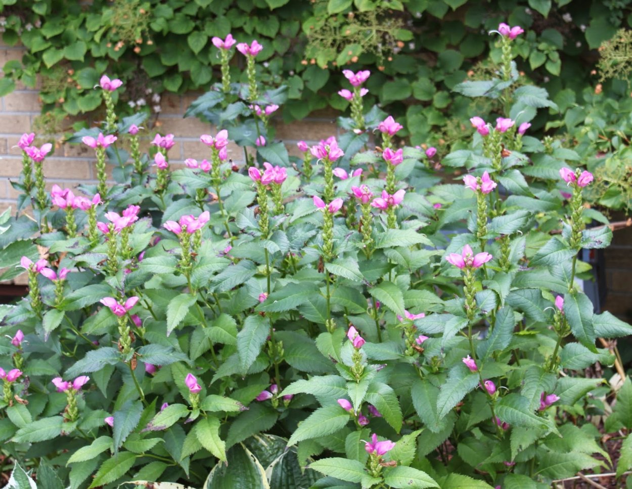 Хелоне куст