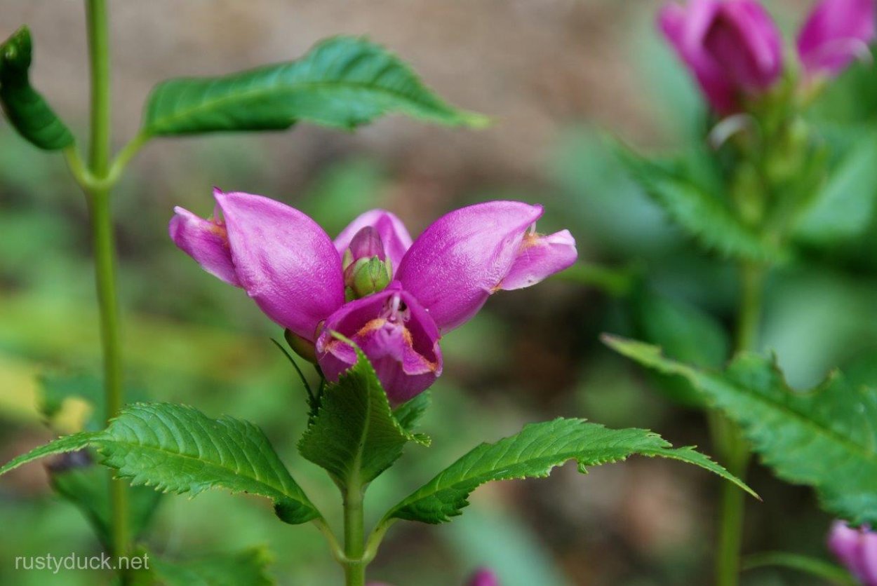 Хелоне косая