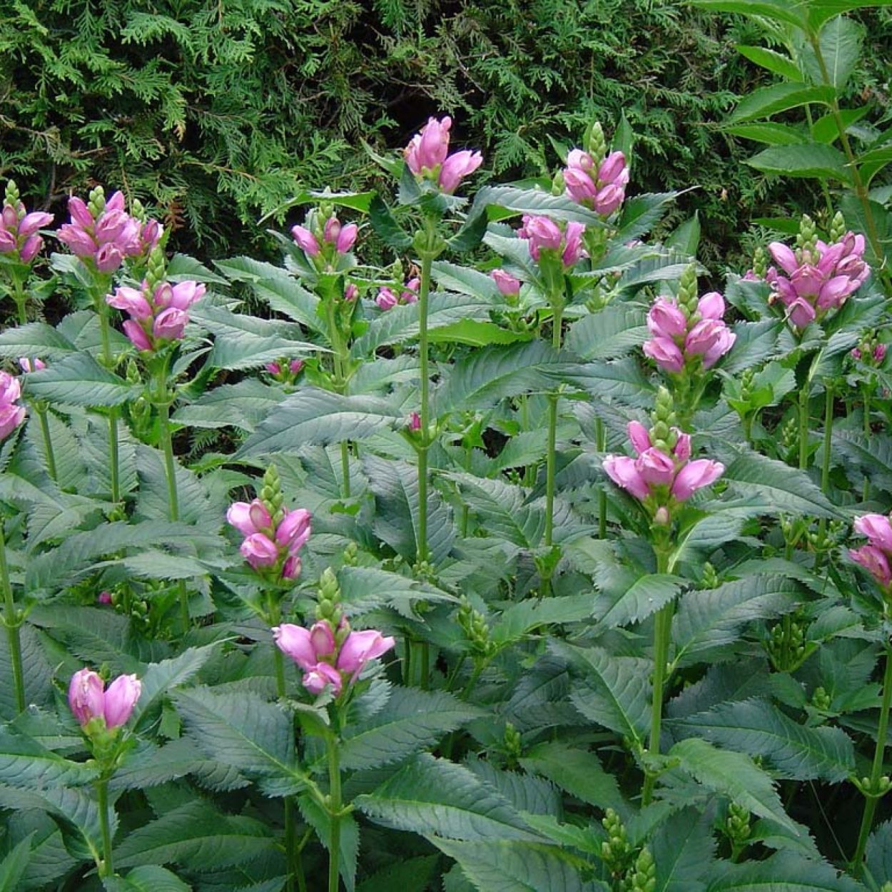 Хелоне косая