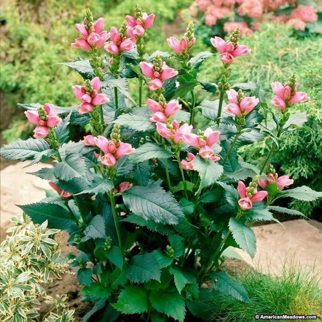 Хелоне цветок